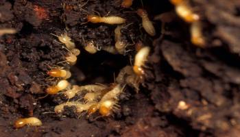 termite control hobart