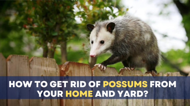 Get Rid of Possums