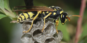 Wasp Control Hobart